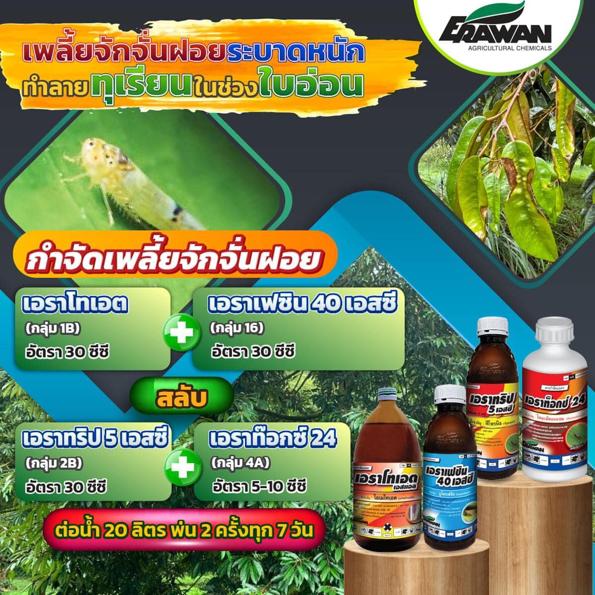เพลี้ยจักจั่นฝอยทุเรียนทำลายทุเรียนในช่วงใบอ่อน