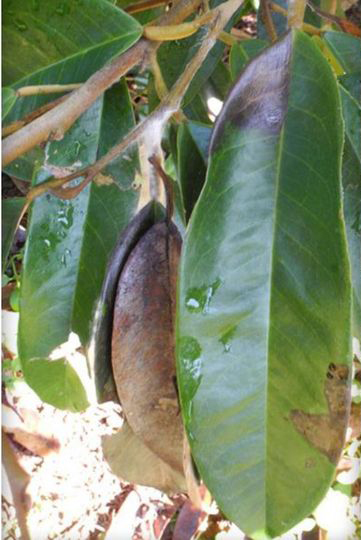 ระวัง โรคใบติด หรือใบไหม้ (เชื้อรา Rhizoctonia solani) ในทุเรียนภาคใต้
