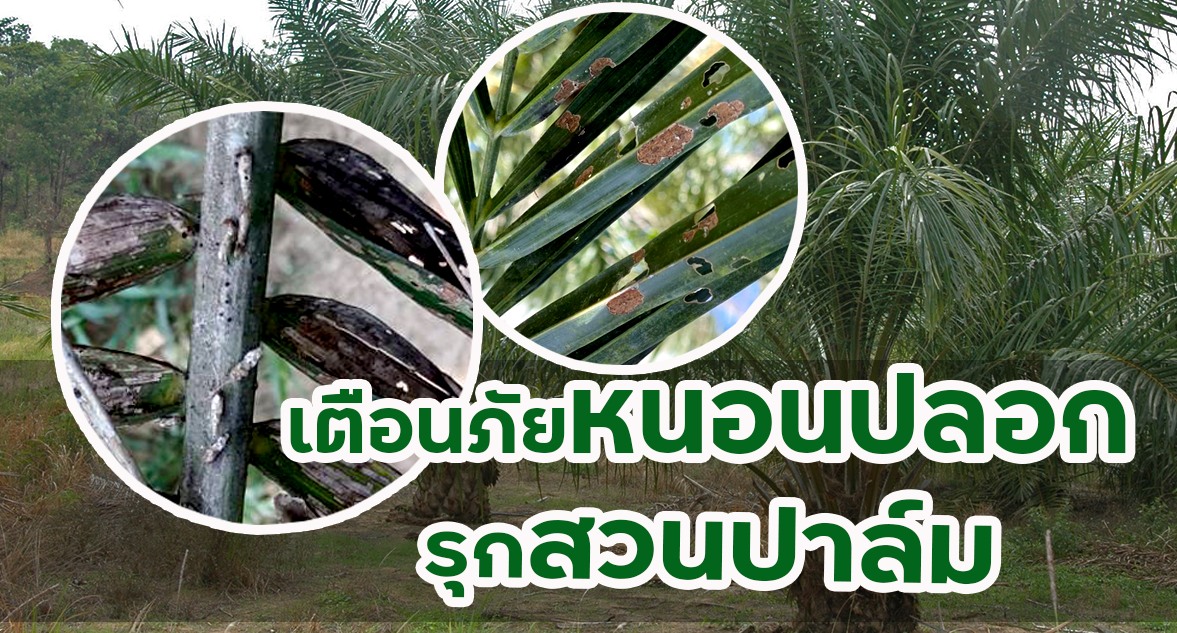 เตือนภัยชาวสวนปาล์มระวังหนอนปลอกเล็กระบาด