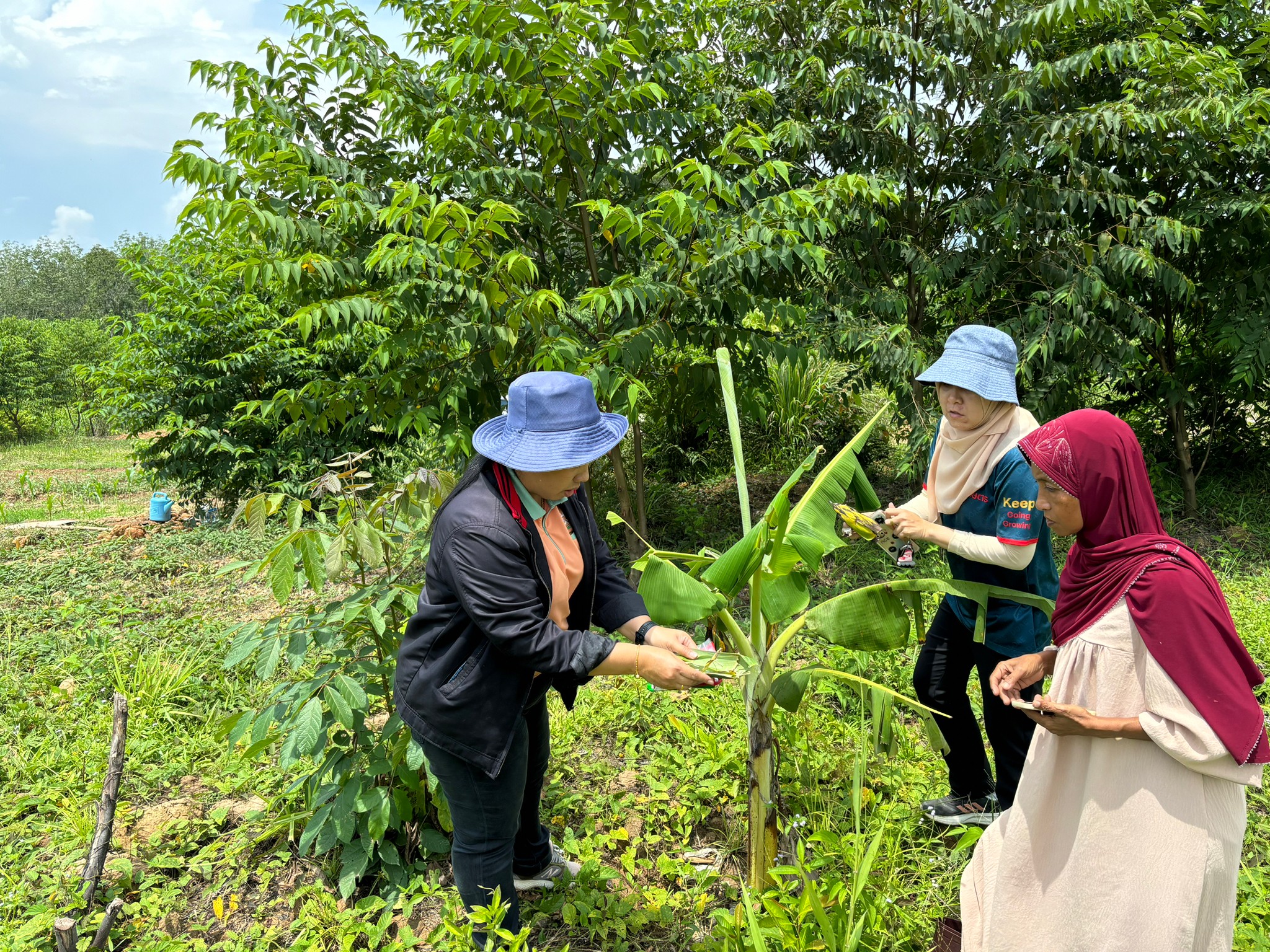 เกษตรยะหา ติดตามแปลงปลูกกล้วยหิน