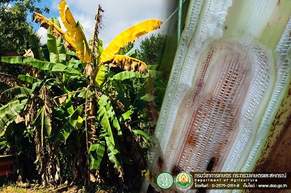ระวังโรคตายพราย หรือ โรคปานามาที่เกิดจากเชื้อรา Fusarium สายพันธุ์ TR 4 ในกล้วยหอม