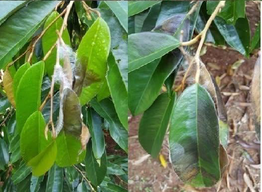 ระวัง โรคใบติด หรือใบไหม้ (เชื้อรา Rhizoctonia solani) ในทุเรียนภาคใต้