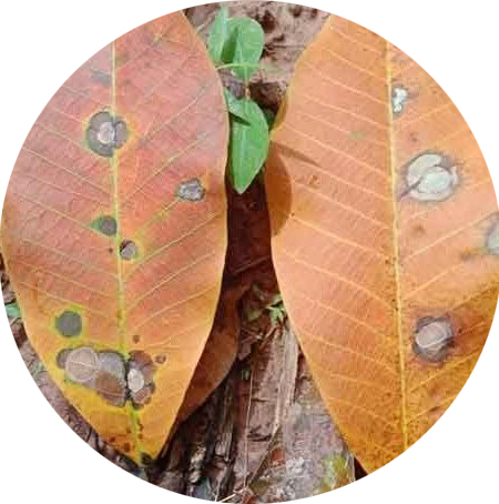 เตือนภัยเกษตรกร ระวัง! โรคใบจุดกลมในยางพารา (Circular Leaf Spot)